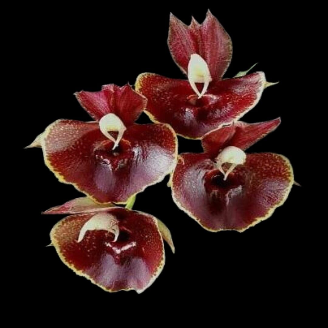 Other Species & Hybrids Orchids – Page 4 – La Foresta Orchids