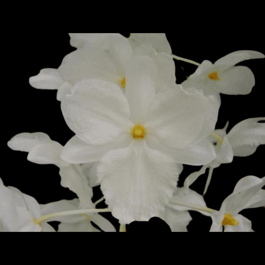 Dendrobium farmeri var. petaloid album 'Hsinying' GM/JOGA