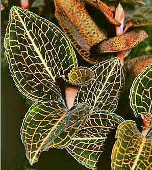 Jewel Orchid: Macodes sanderiana x limii