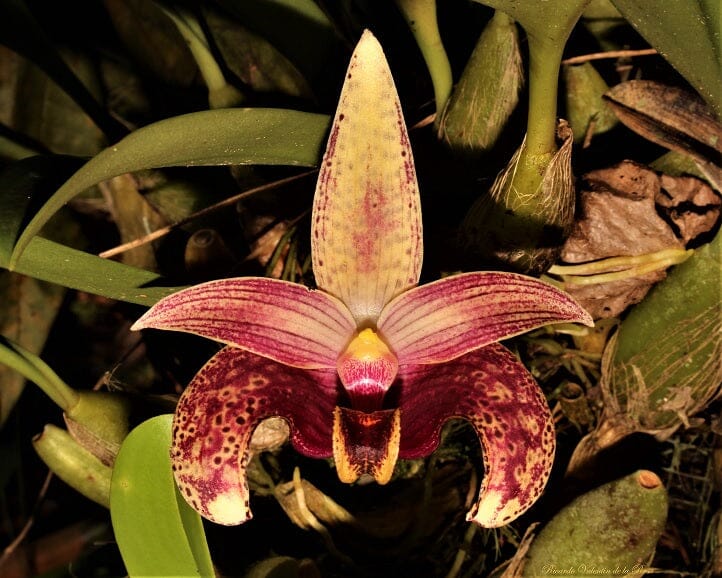 Bulbophyllum sumatranum
