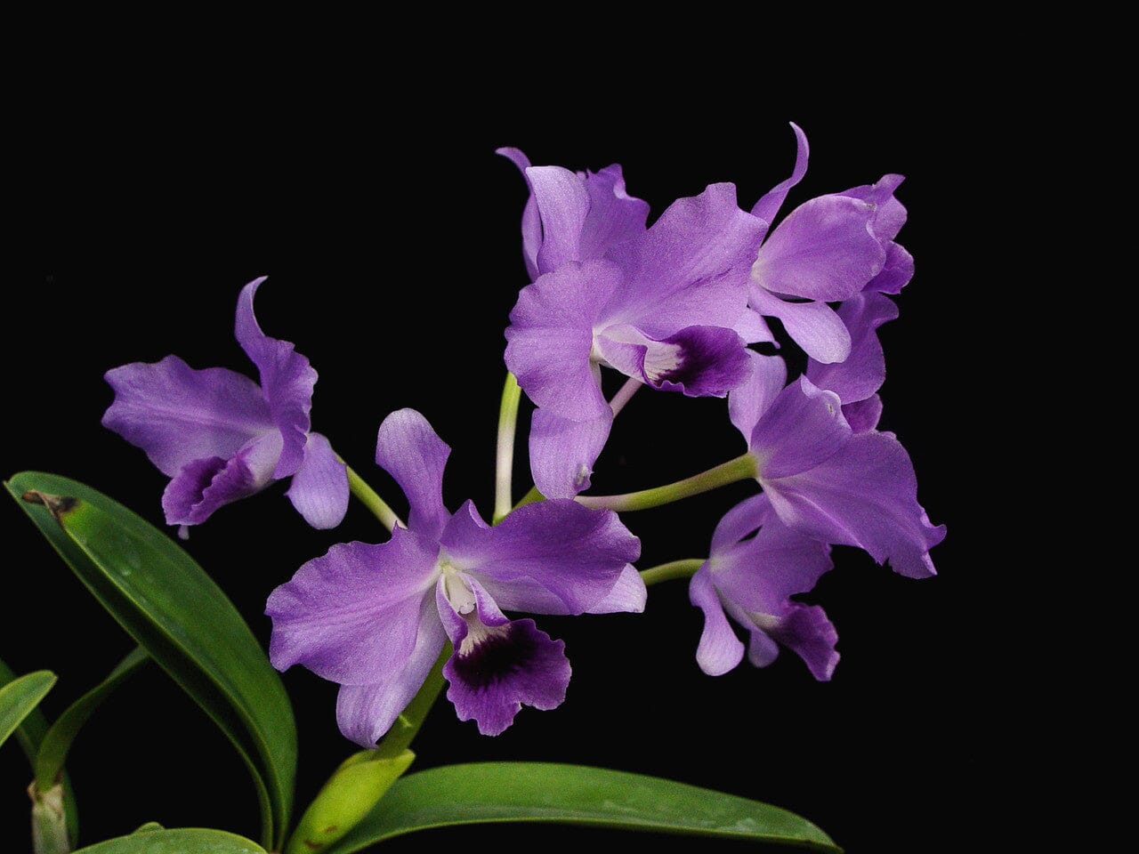 Cattleya bowringiana var. coerulea – La Foresta Orchids