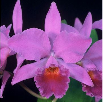 Cattleya labiata var. rubra 'Fertigo' SM/JOGA x var. rubra '4N'