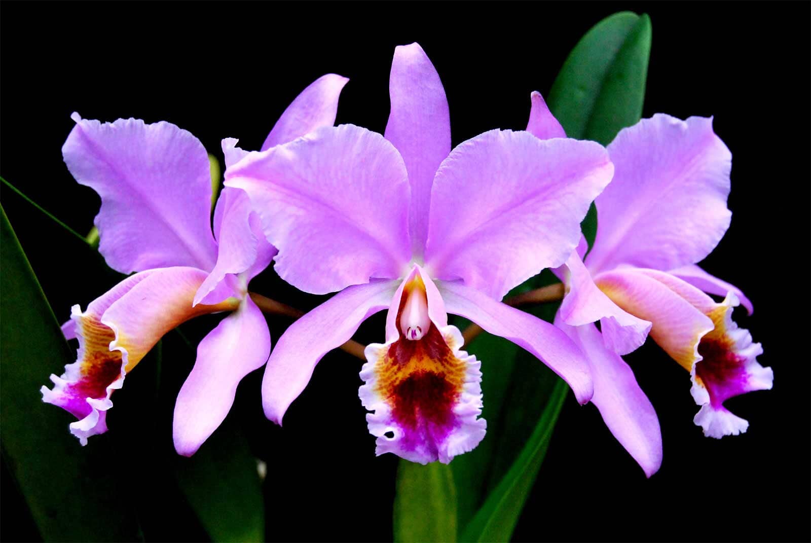 Cattleya percivaliana var. ‘tipo’ x var. pelorica ‘Hercules’