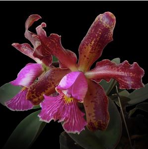 http://www.laforestaorchids.com/cdn/shop/products/cattleya-schilleriana-cattleya-la-foresta-orchids-186717.jpg?v=1687963383