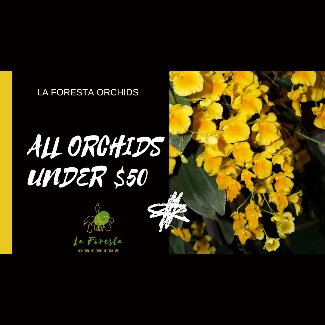 All Orchids Under $50