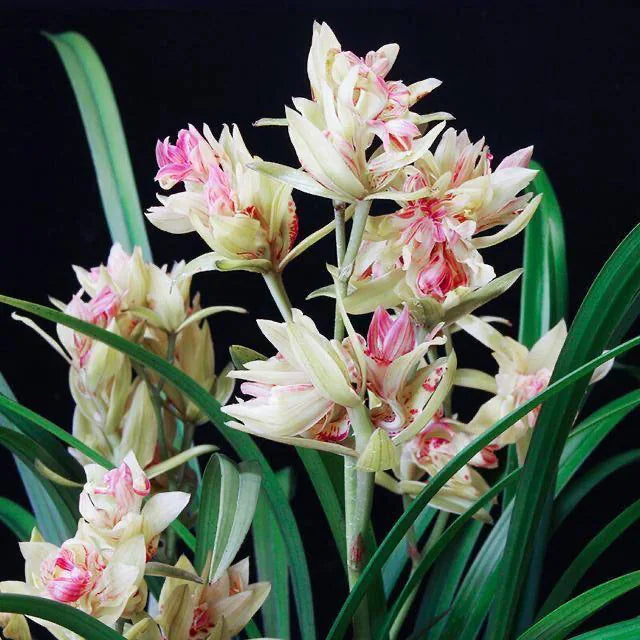 Cymbidium Species & Hybrids