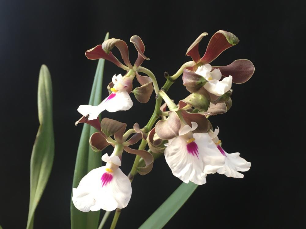 Encyclia, Eria & Miltonia Species & Hybrids