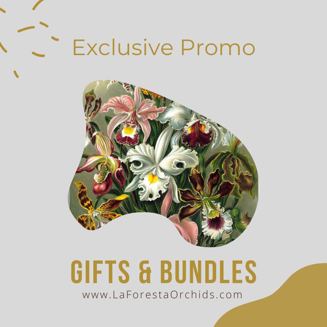 Gift Certificate & Bundles