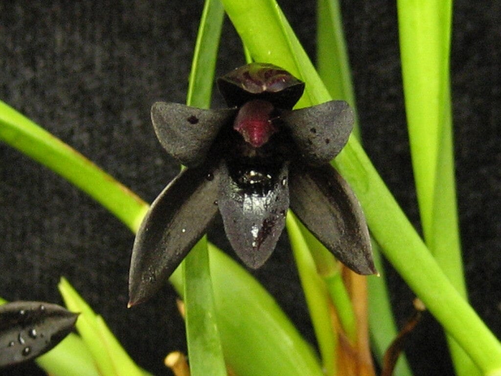 Maxillaria Species & Hybrids