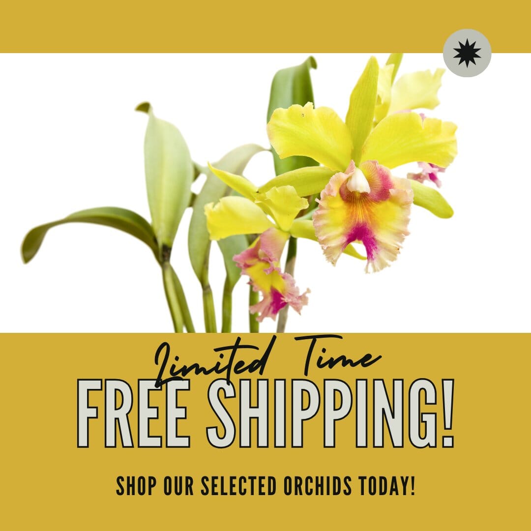 Orchids Species - Free Shipping