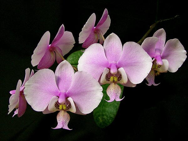 Phalaenopsis Species & Hybrids – La Foresta Orchids