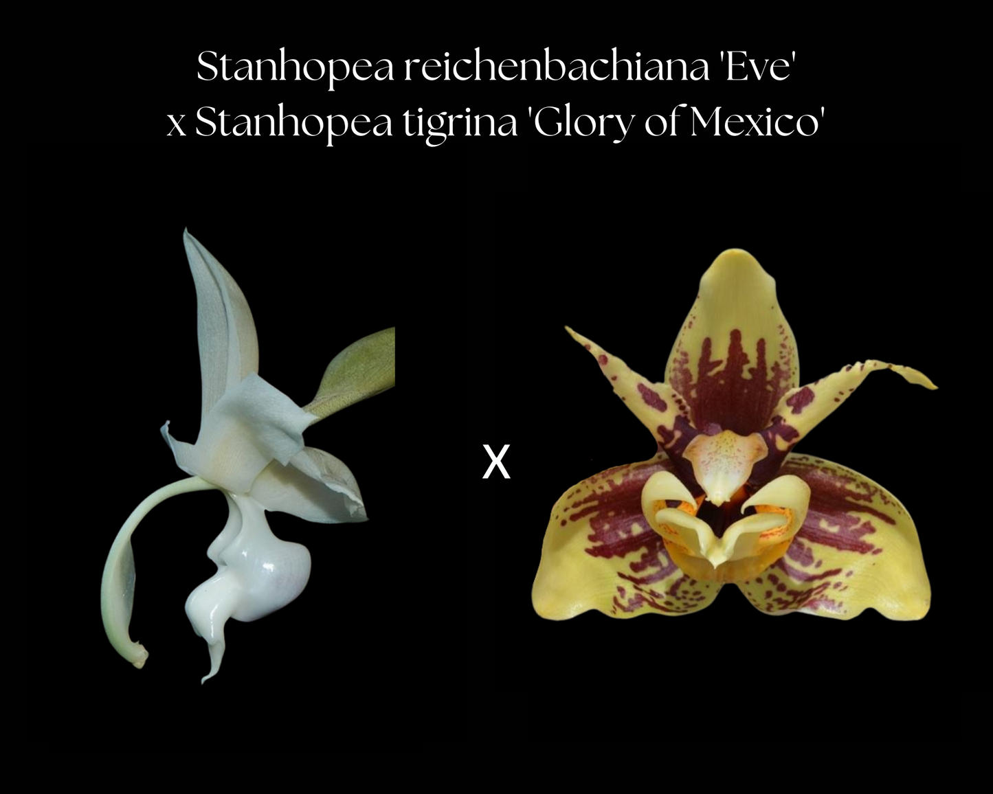 Stanhopea reichenbachiana 'Eve' x Stanhopea tigrina 'Glory of Mexico'