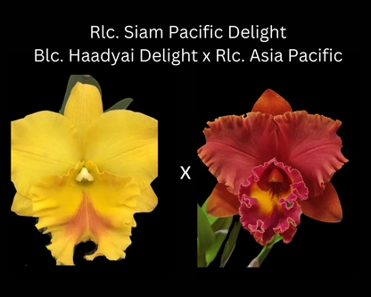 Cattleya Alliance: Rlc. Siam Pacific Delight - In SHEATH!