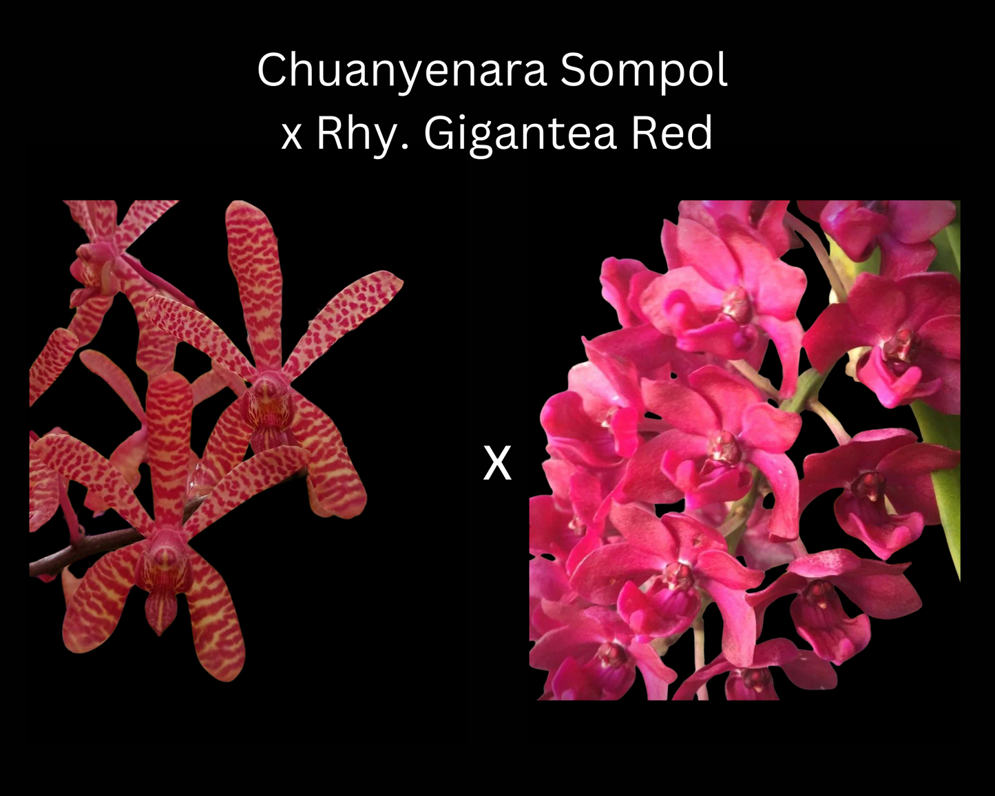 Vanda Hybrids: Chuanyenara Sompol-Gigantea 'Red'