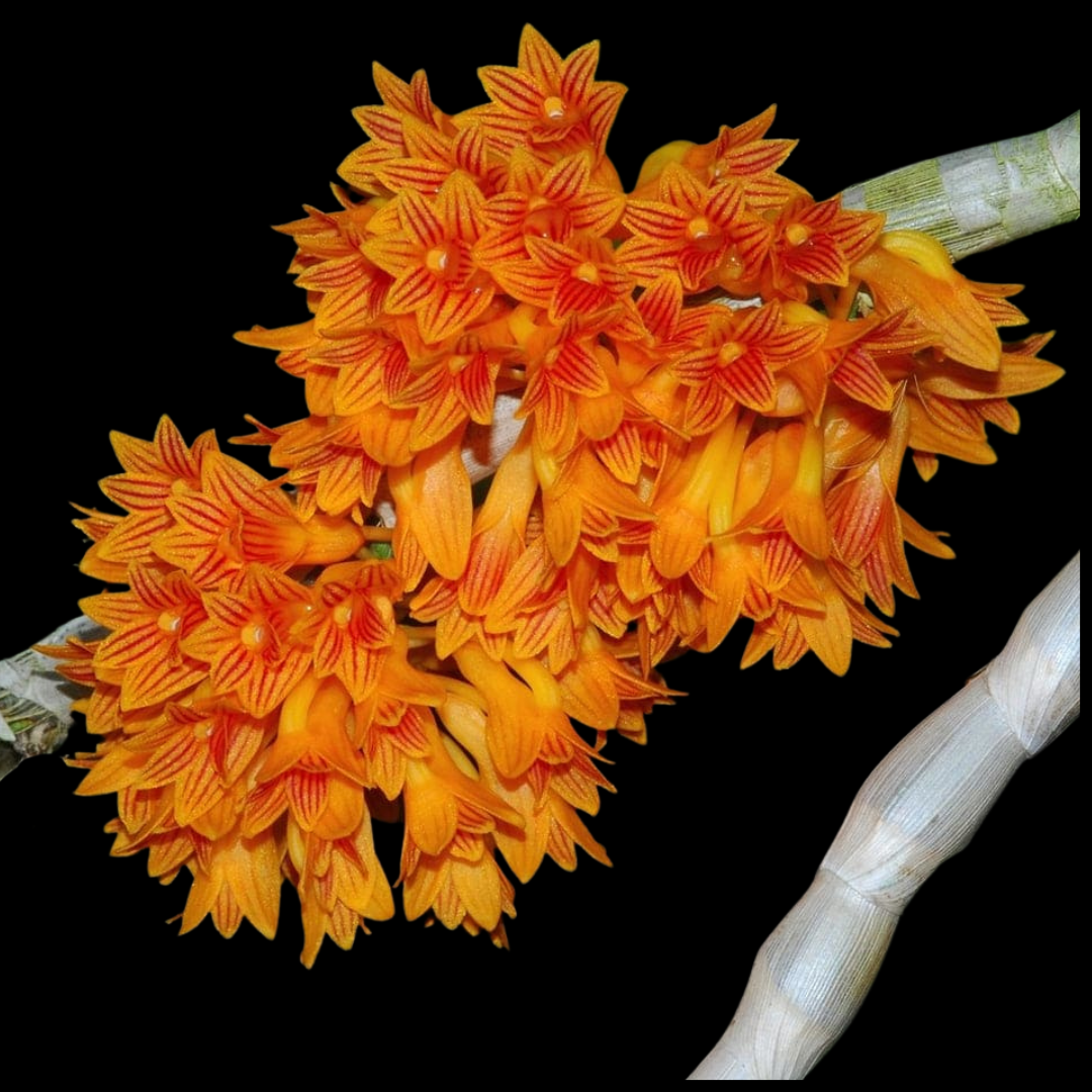 Dendrobium topaziacum