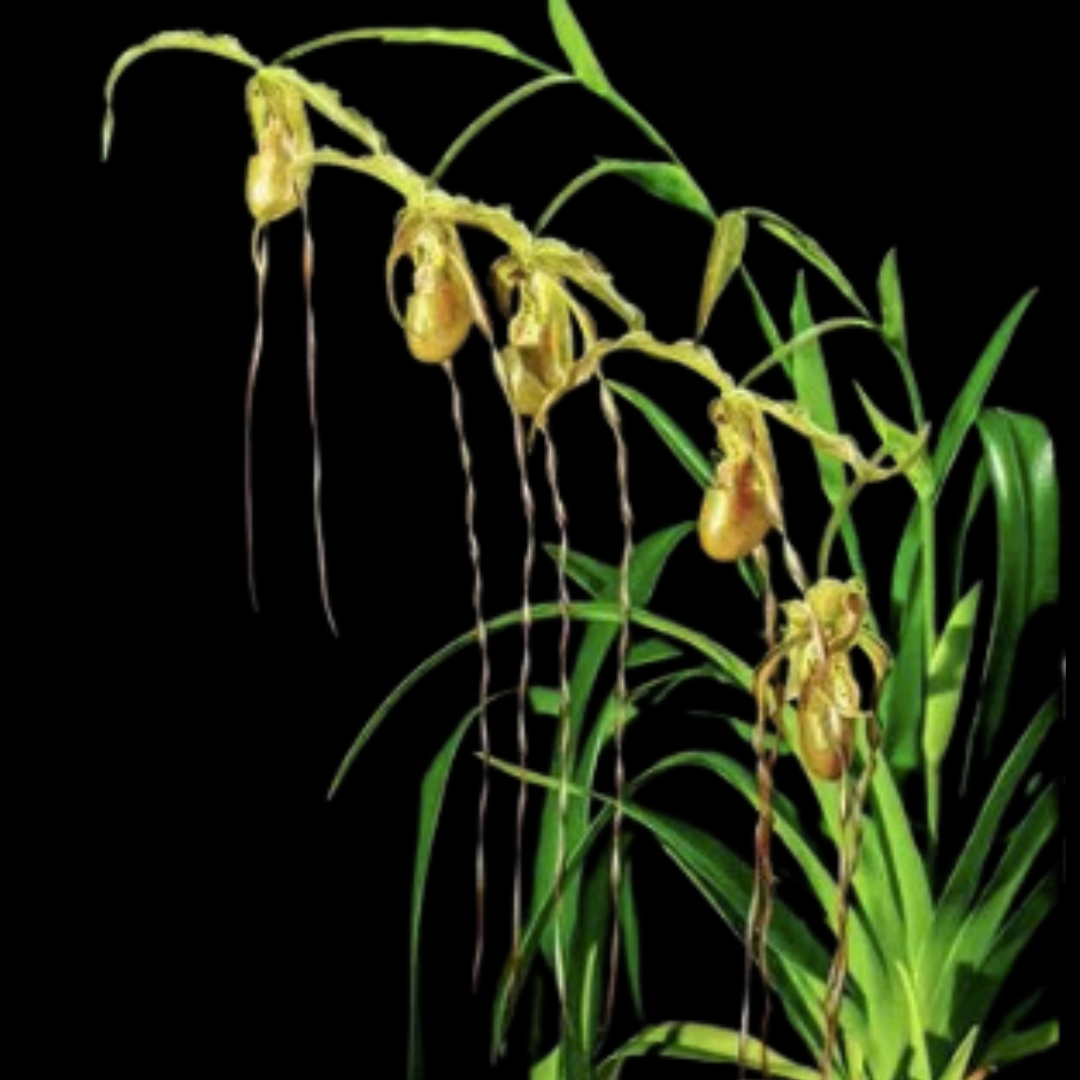 Phragmipedium caudatum var. warszewiczianum x longifolium var. 'Black as Night'