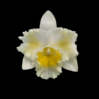 Cattleya Alliance: Rlc. Shinfong White Charm