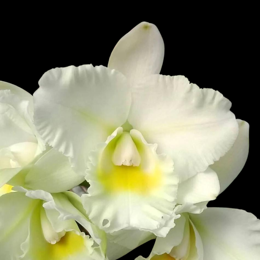 Cattleya Alliance: Rlc. Shinfong White Charm