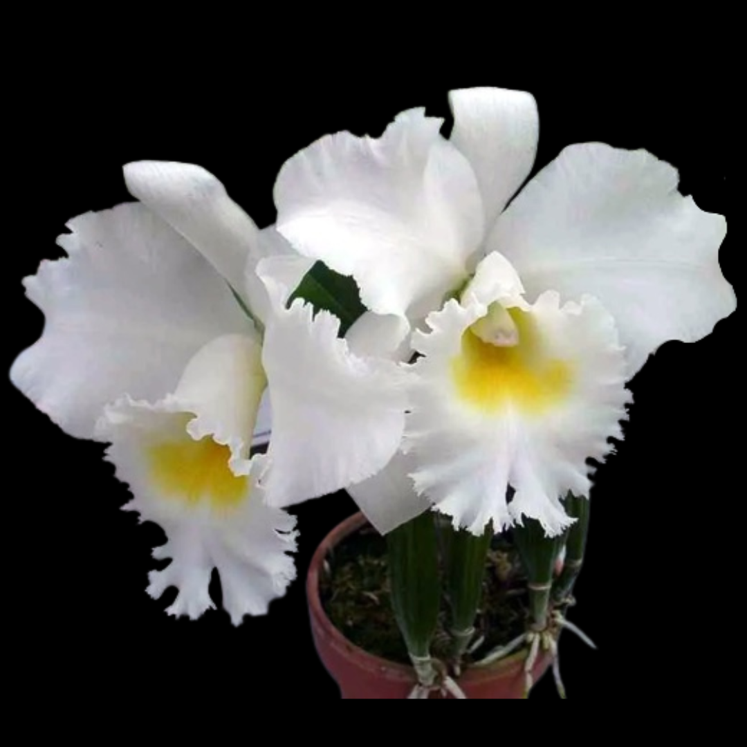 Cattleya Alliance: Rlc. Shinfong White Charm