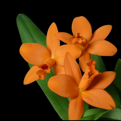 Cattleya Alliance: Rhyncattleanthe Shinfong Little Sun