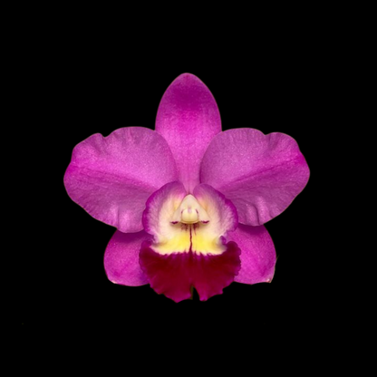 Cattleya Alliance: Cattlianthe Wufong Rose