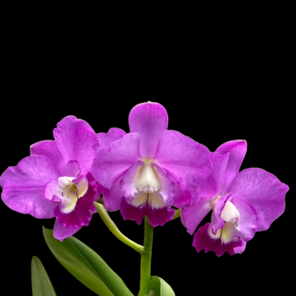 Cattleya Alliance: Cattlianthe Wufong Rose