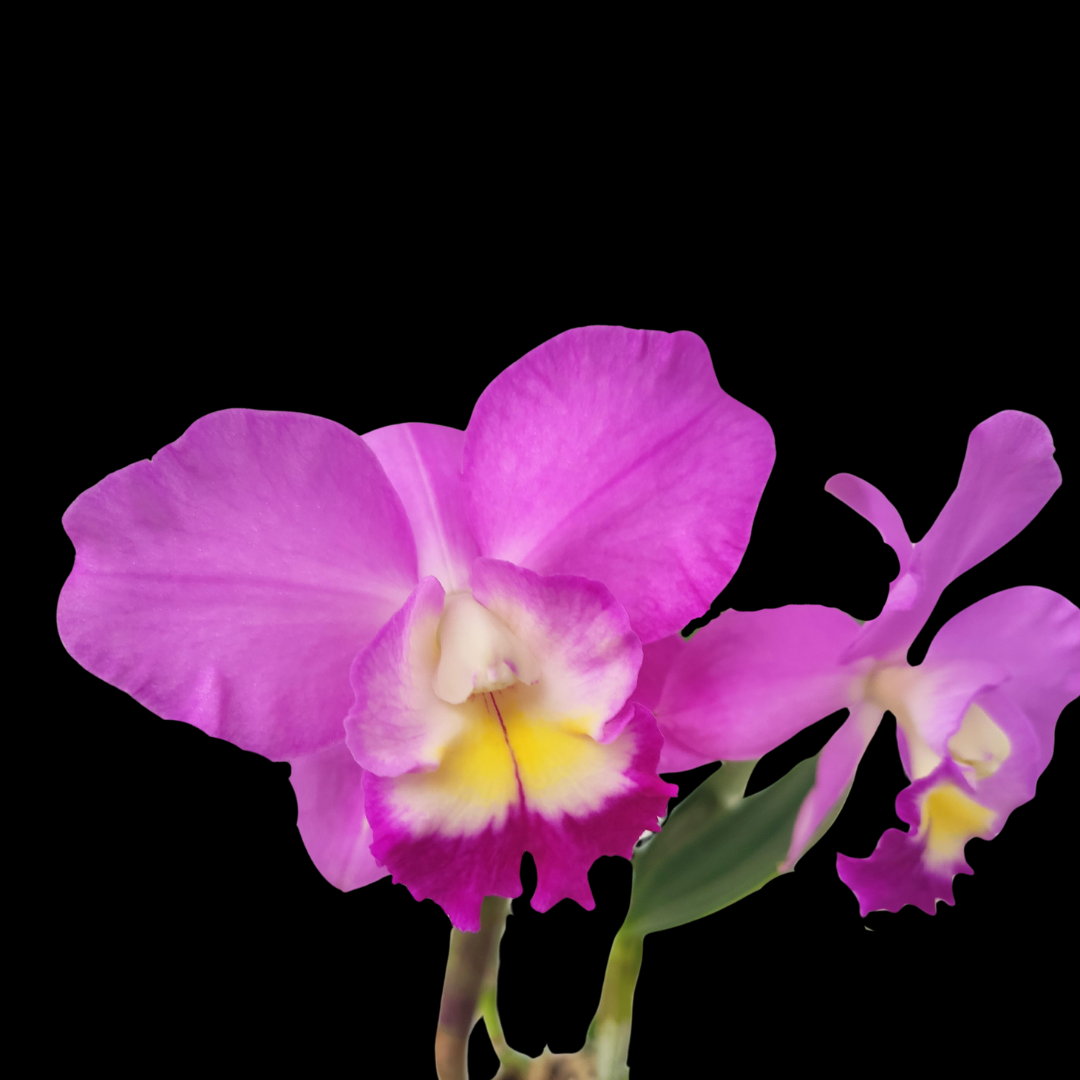 Cattleya Alliance: Cattlianthe Wufong Rose