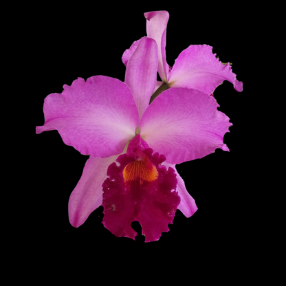 Cattleya Alliance: Laeliocattleya Dorothy Fiene 'Sydney'