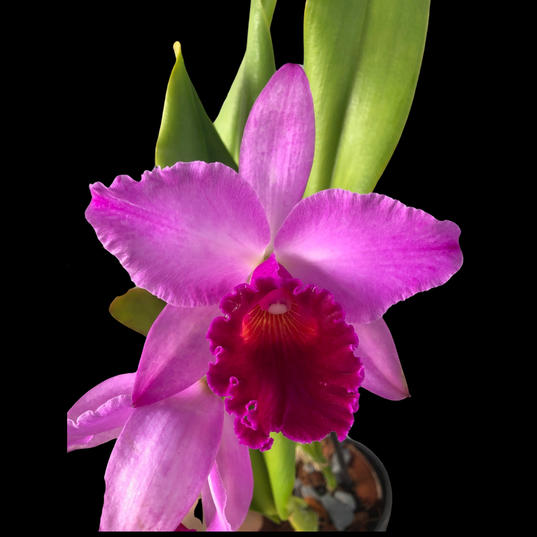 Cattleya Alliance: Laeliocattleya Dorothy Fiene 'Sydney'