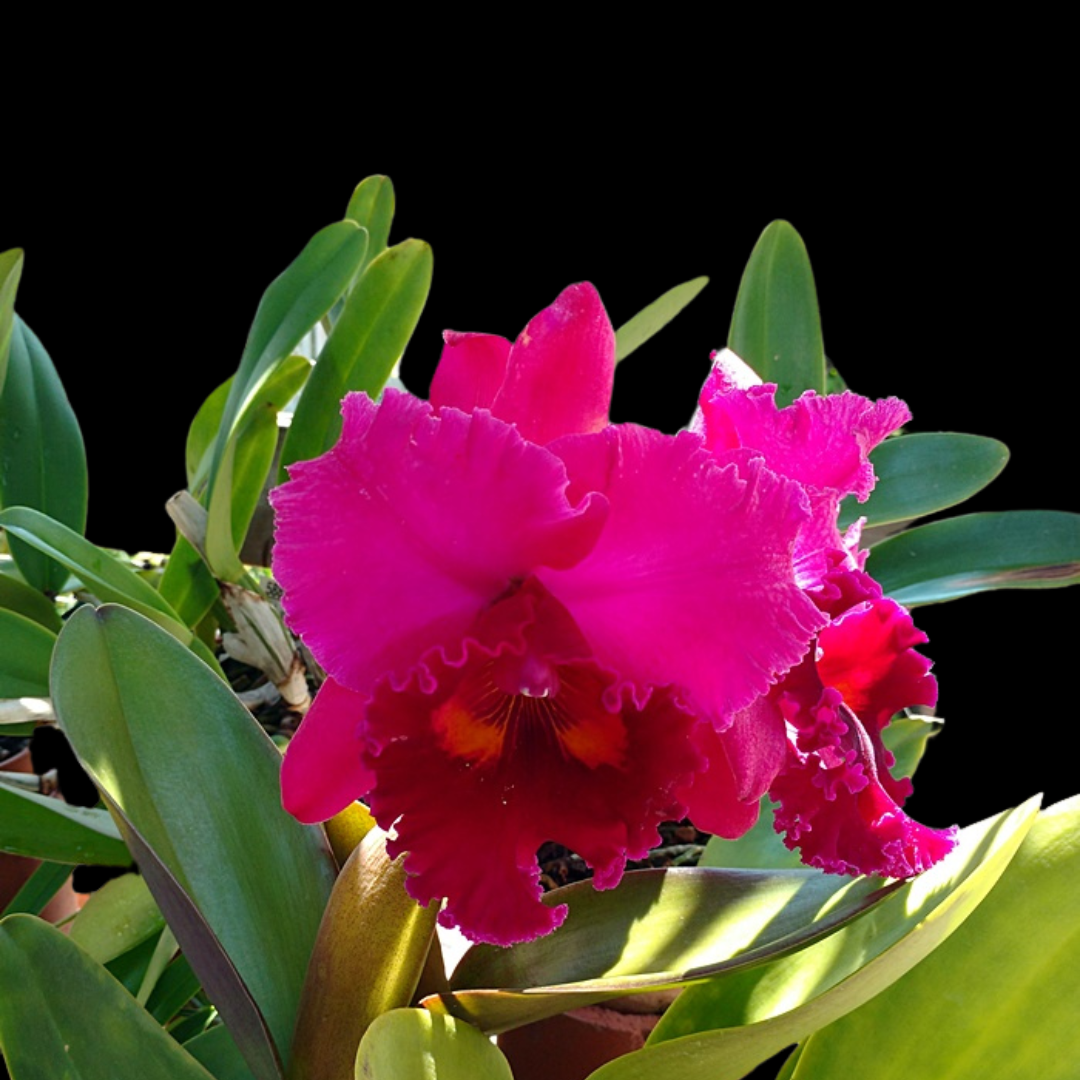 Cattleya Alliance: Rlc. Shinfong Unique 'Tian Mu'