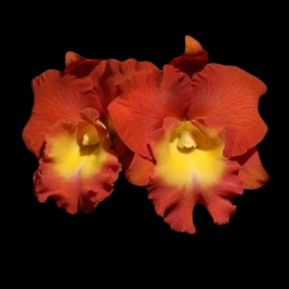 Cattleya Alliance: Rlc. Star of Siam 'Pumpkin'