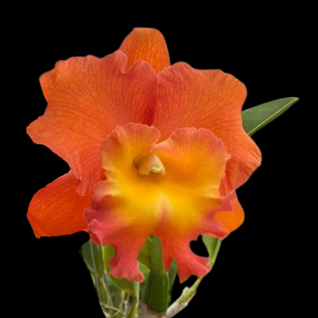 Cattleya Alliance: Rlc. Star of Siam 'Pumpkin'