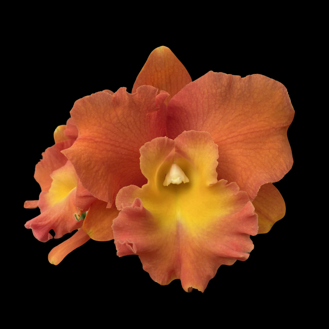 Cattleya Alliance: Rlc. Star of Siam 'Pumpkin'