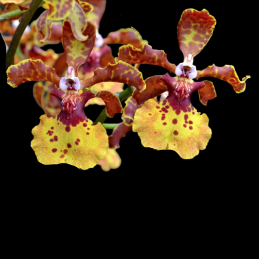 Oncidium Alliance: Trichocentrum Kuquat