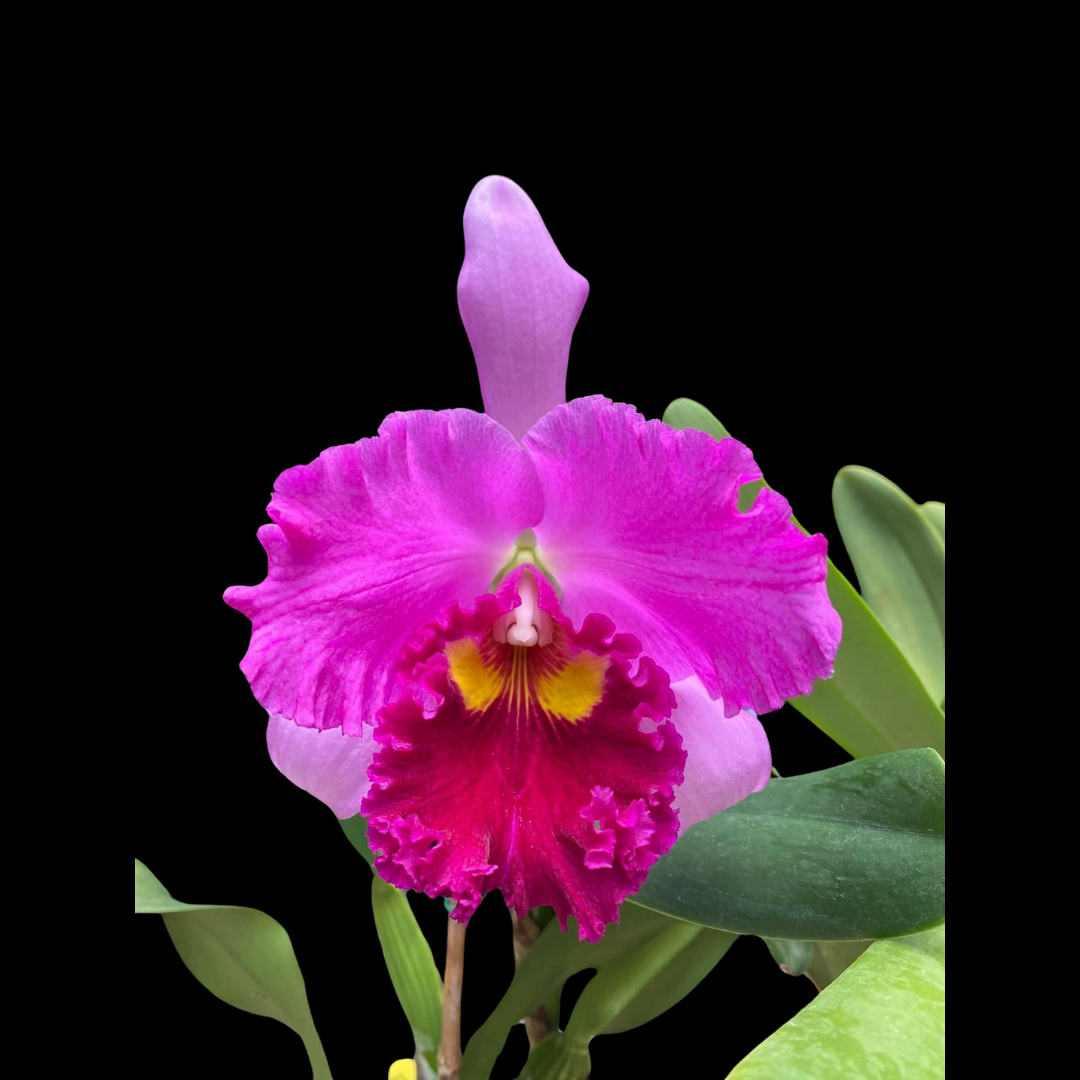 Cattleya Alliance: Cattleya Taichung Beauty