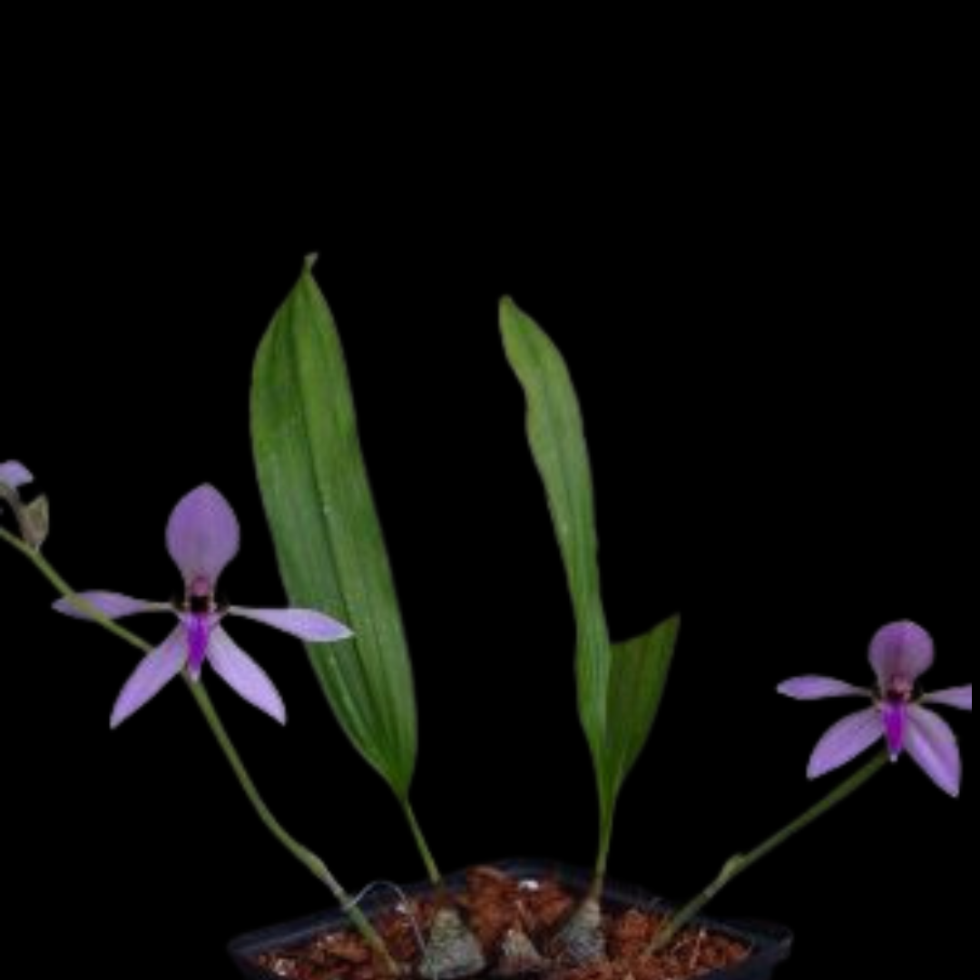 Ancistrochilus rothschildianus