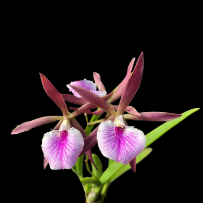 Encyclia Jairak Treasure 'Brown Bird'