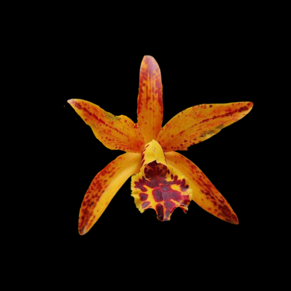 Cattleya Alliance: Cahuzacara Jairak Starburst 'Sunshine'