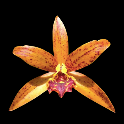 Cattleya Alliance: Cahuzacara Jairak Starburst 'Sunshine'