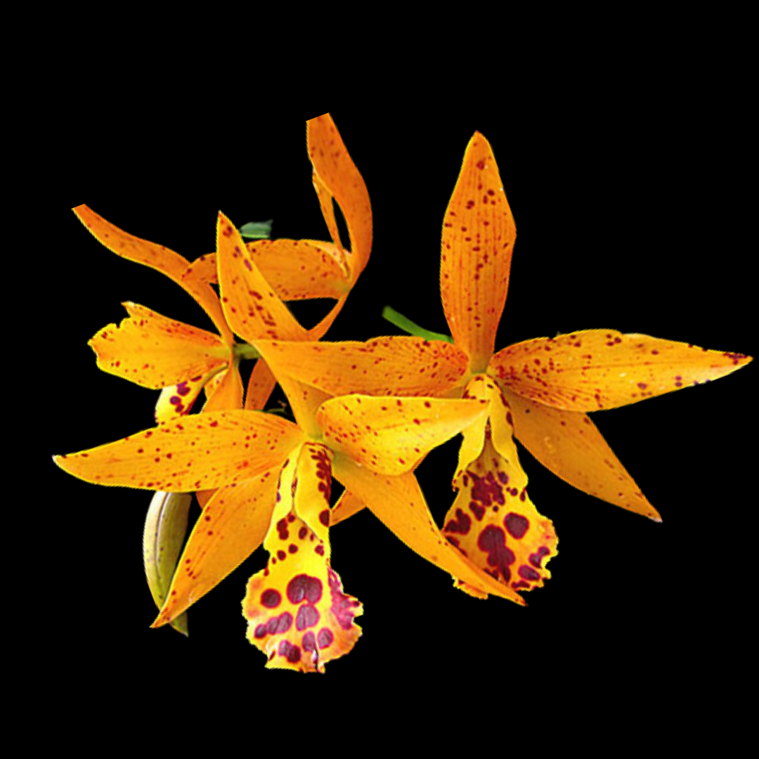 Cattleya Alliance: Cahuzacara Jairak Starburst 'Sunshine'