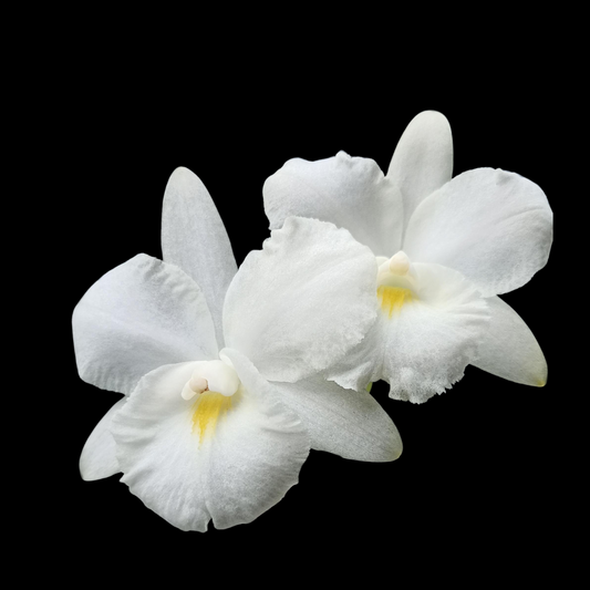 Cattleya Classics Orchids – La Foresta Orchids