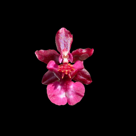 Oncidium Alliance: Jairak Fragrance 'Ha-Nu-Maan'