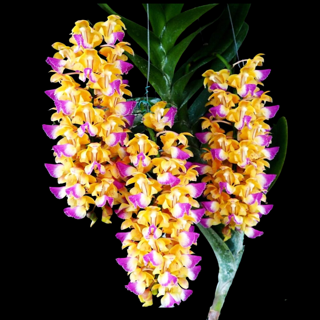 Aerides houlletiana