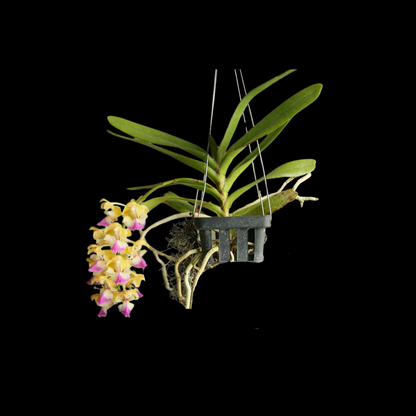 Aerides houlletiana