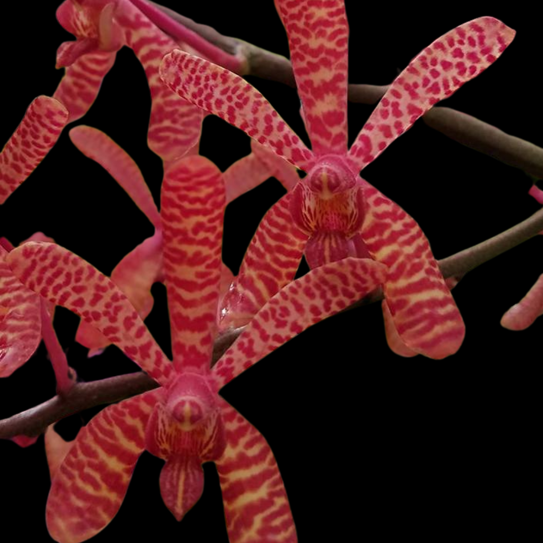 Vanda Hybrids: Chuanyenara Sompol-Gigantea 'Red'