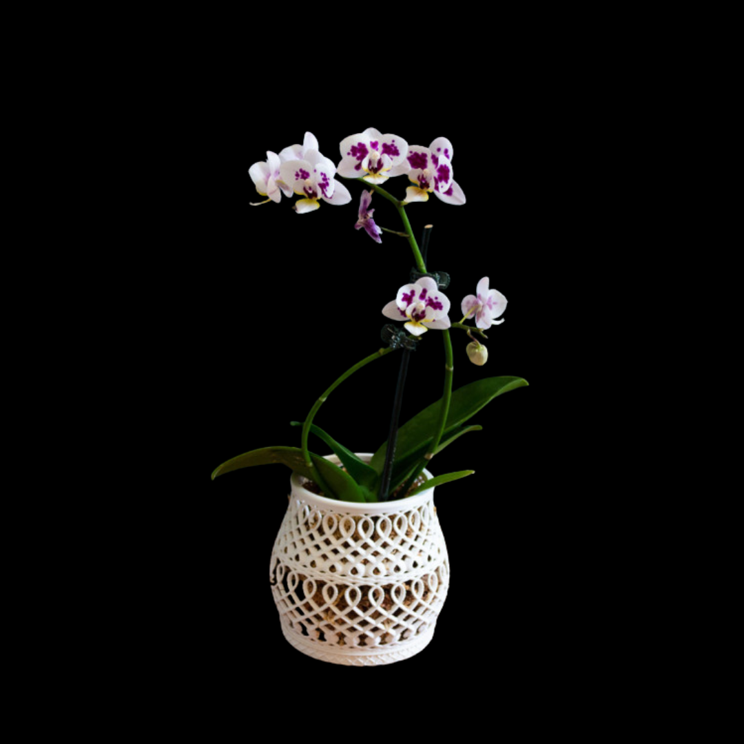 Artistry Collection: Orchids 3D Pot