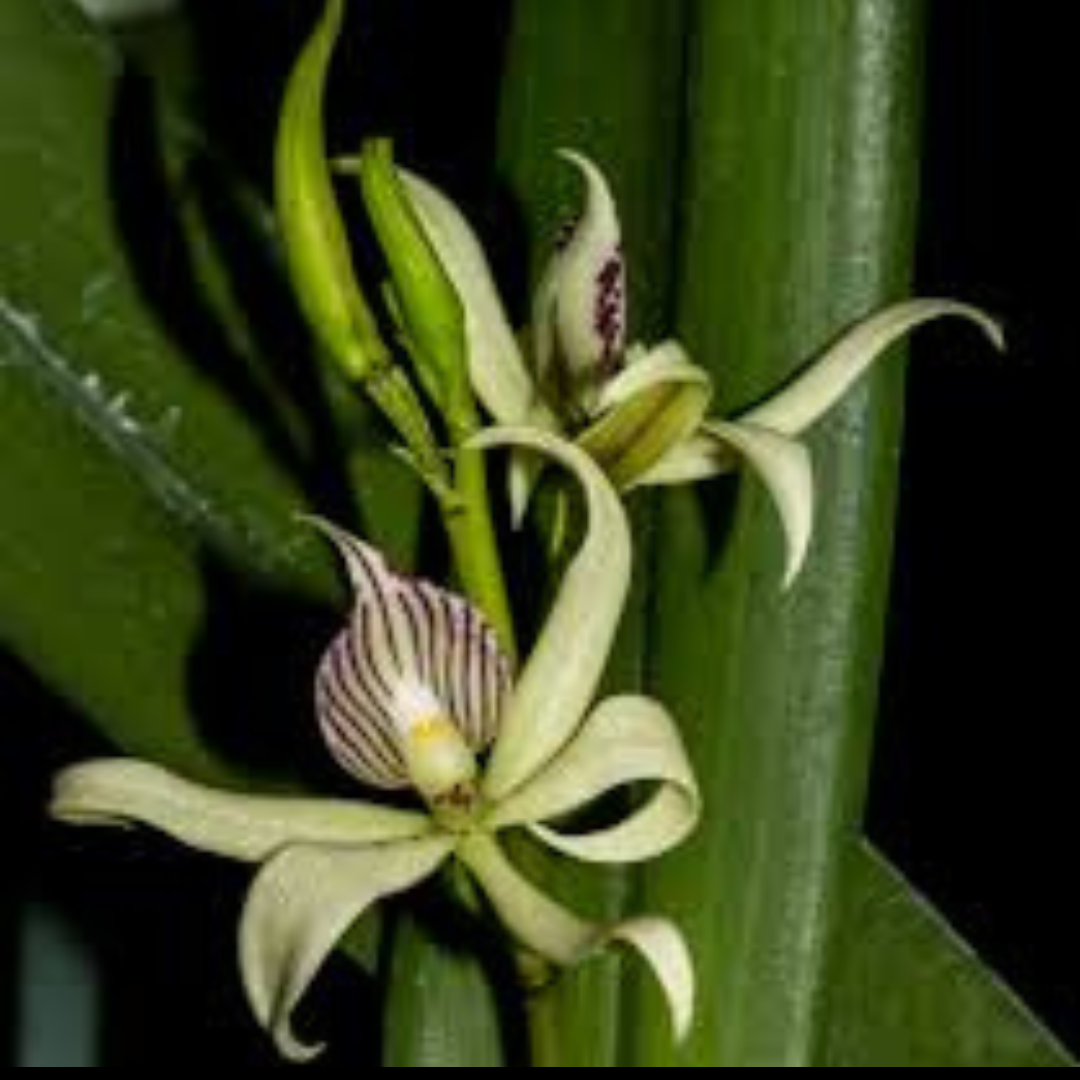 Prosthechea fragrans