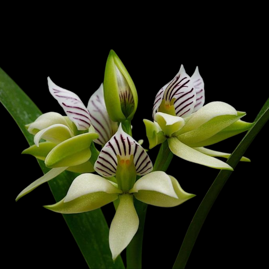 Prosthechea fragrans