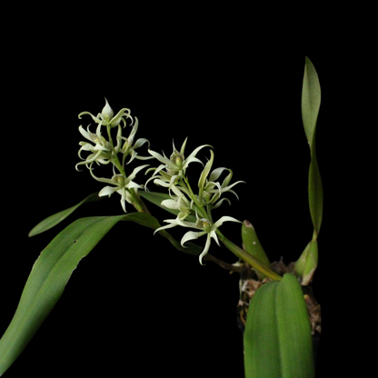 Prosthechea fragrans