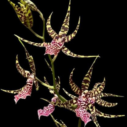 Oncidium Alliance: Arthurara Sea Snake 'Unforgettable'